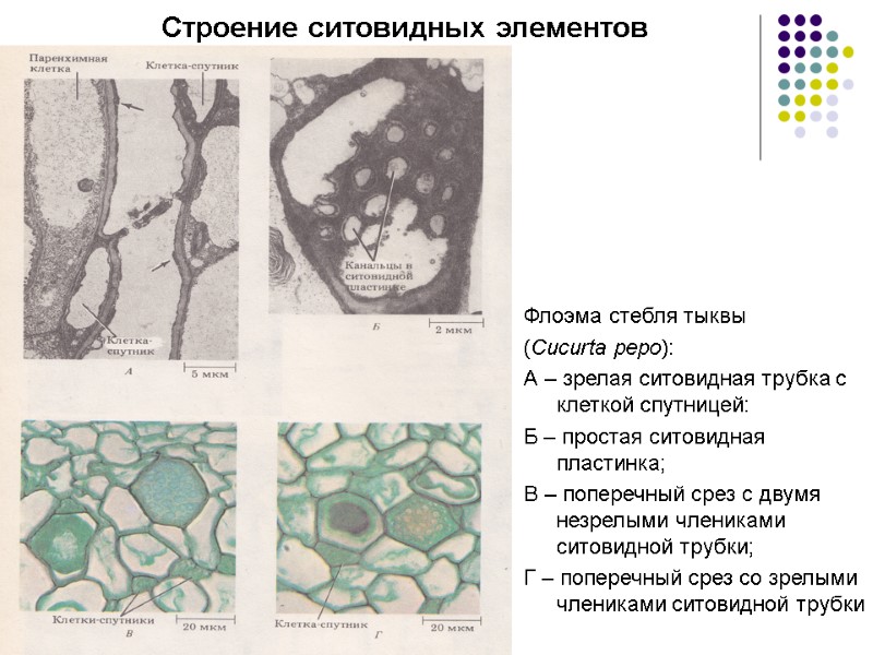 Строение ситовидных элементов Флоэма стебля тыквы  (Cucurta pepo): А – зрелая ситовидная трубка